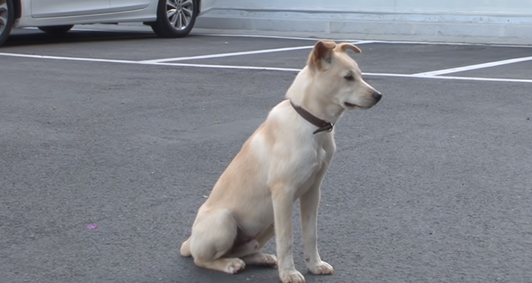 Pas je dva mjeseca neprestano čekao ispred zgrade, razlog je začudio mnoge