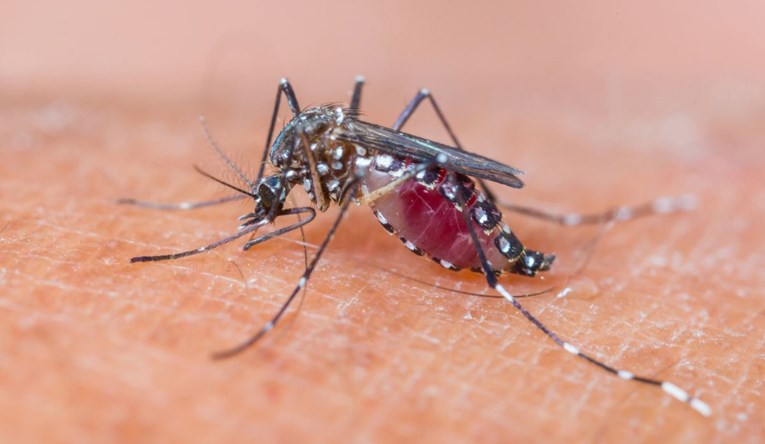 Osječani ne mogu živjeti od komaraca, ulaze im u usta i oči, ambulante pune djece: "Dignite avione"