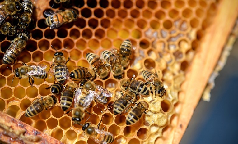 Francuska zabranila pesticide koji ubijaju pčele