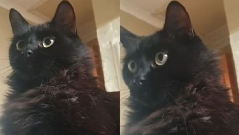 Reakcija mačke kad ugleda vlasnicu kako se depilira nasmijala je internet