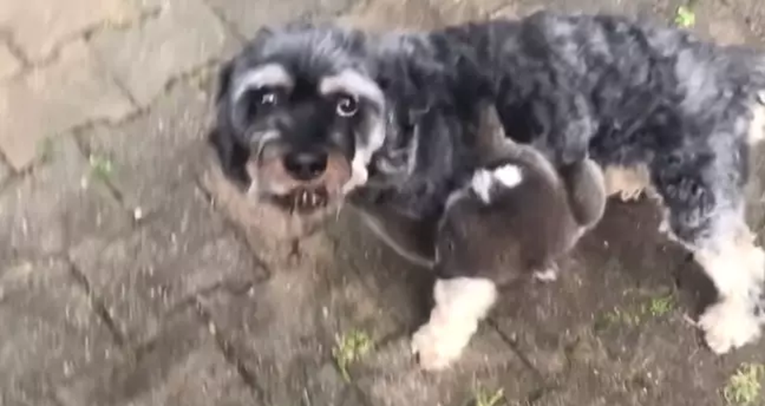 Svi su se zaljubili u bebu koalu koja je sigurnost pronašla na leđima psa