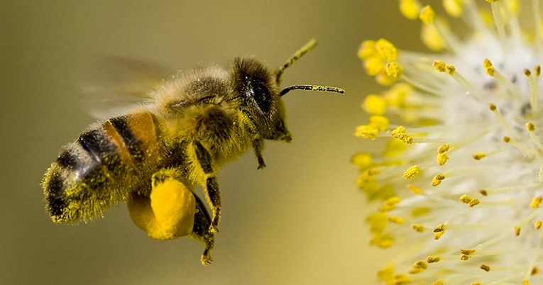 Znanstvenici otkrili tajnu moći malih mozgova pčela