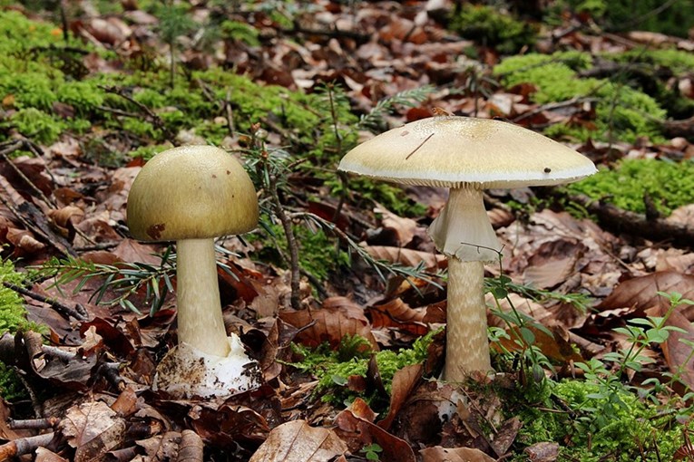 4 ljudi umrlo nakon trovanja gljivama u SAD-u. Još troje završilo na transplantaciji