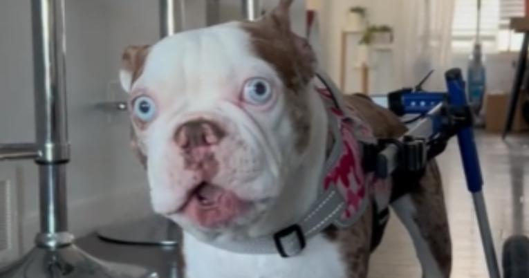 Pas Link je slijep i gluh, samo potiho laje. Video je otopio srca mnogih