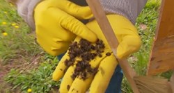 Veliki pomor pčela u Hrvatskoj, u Međimurju ih mrtvi milijuni