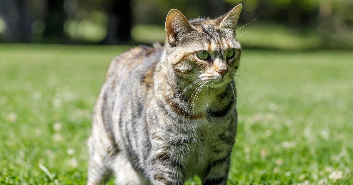 Ima rep poput risa i srce poput psa: Rijetka mačka koja osvaja svijet