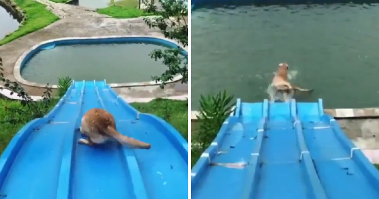 VIDEO Ovaj pas zna kako se zabaviti, toboganom se spuštao u bazen