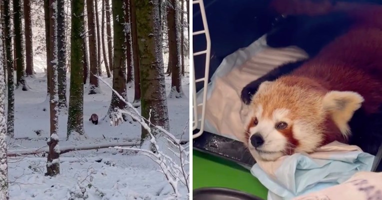 VIDEO Crvene pande iskoristile snijeg i pobjegle iz zoološkog vrta