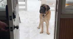 Engleski mastif nije htio ući u kuću zbog par centimetara snijega na kućnom pragu