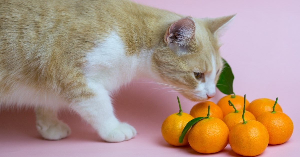 Zašto mačke ne vole miris naranče? Veterinari imaju objašnjenje