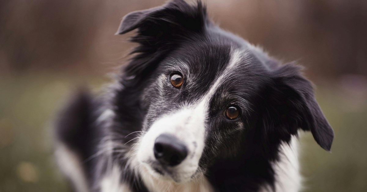 Pet najdestruktivnijih pasmina pasa