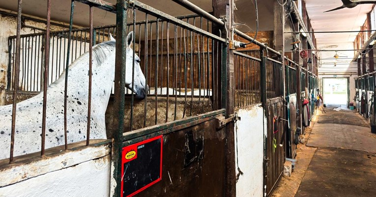 VIDEO A što s konjima na Hipodromu?