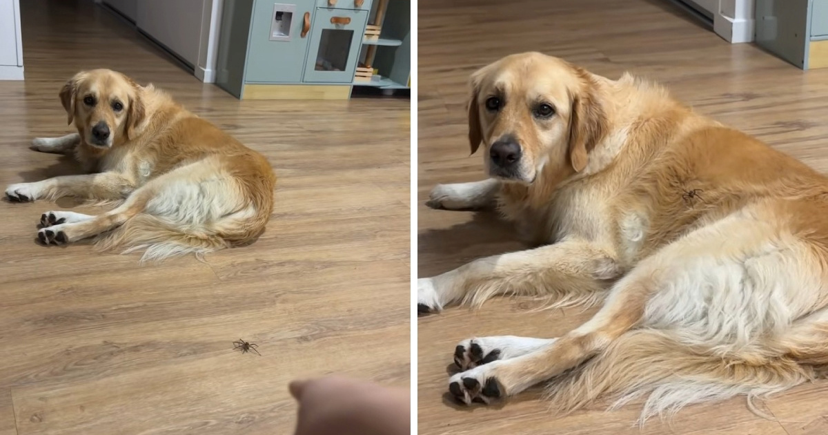 Reakcije zlatne retriverice na ogromnog pauka postala viralni hit