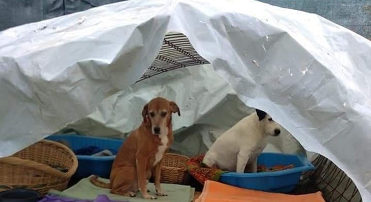 Prijatelji životinja objavili važne informacije o životinjama nakon potresa