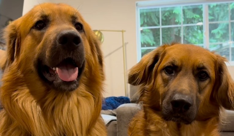 Vlasnica pokazala kako izgledaju mješanci zlatnog retrivera i njemačkog ovčara