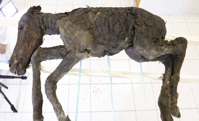 Znanstvenici pronašli tekuću krv i urin u tijelu konja starog 42.000 godina