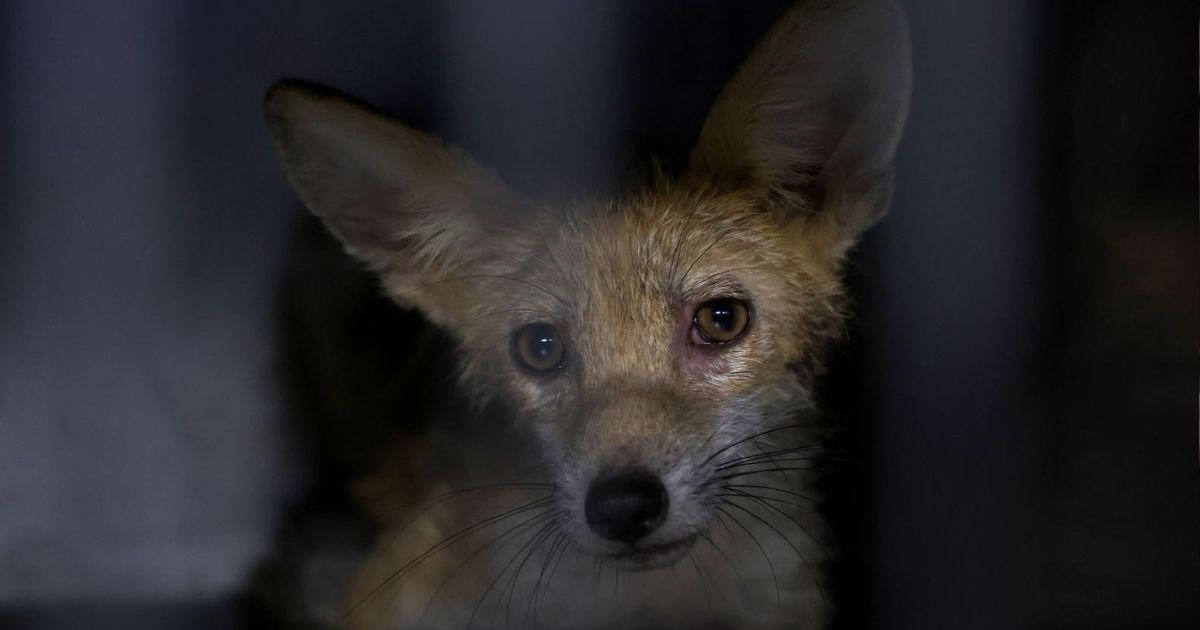 Oporavilište zagrebačkog ZOO-a skrbi za šest mladih lisica koje su zalutale u grad