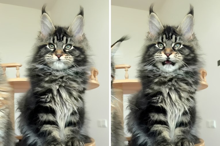 Neobičan cvrkut Maine Coon mačića natjerao je ljude da se zapitaju što čuju 😅