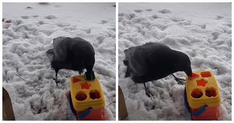 Hit video: Pogledajte kako vrana ubacuje oblike u točno za njih predviđene otvore