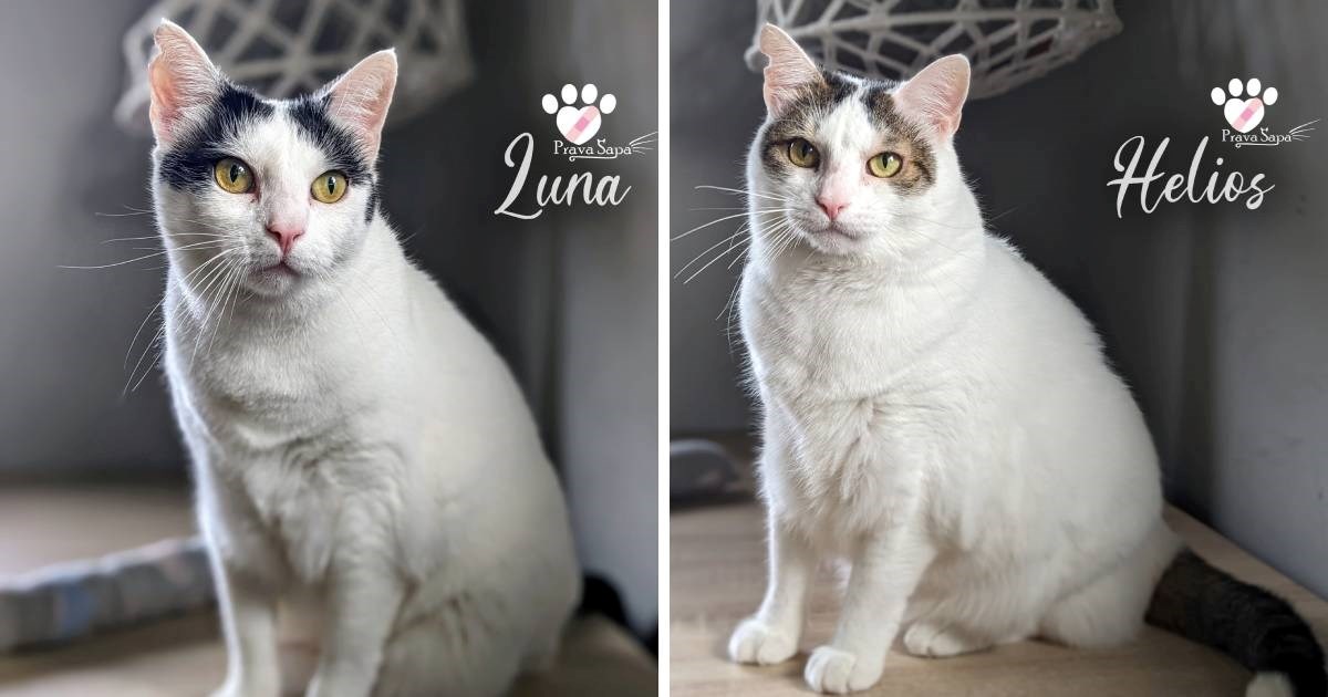 Luna i Helios traže zauvijek dom, spašeni su s ulice kao šestomjesečni mačići