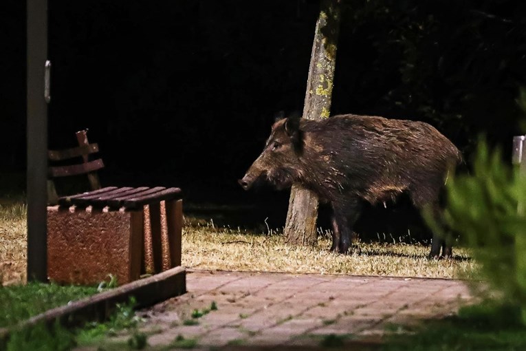 U Dramlju će za vikend protjerivati divlje svinje