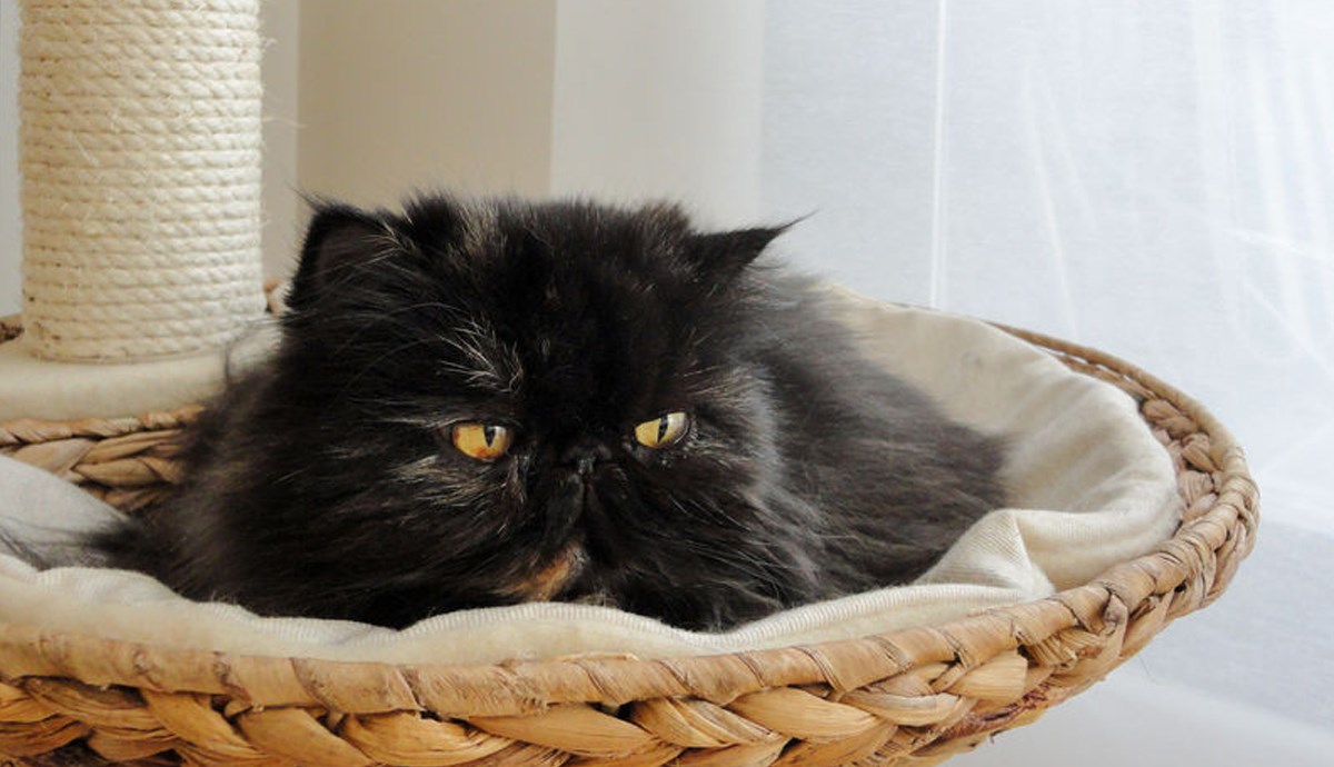 Život s mačkom može biti jednostavan uz ove savjete