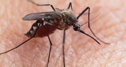 ECDC upozorava na povećani rizik od bolesti koju prenose komarci