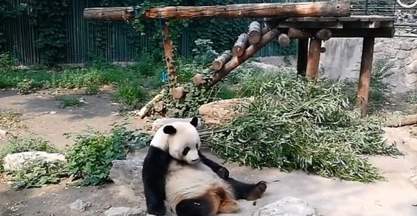 Turisti u kineskom zoo vrtu pandu gađali kamenjem kako bi je probudili