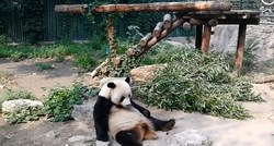 Turisti u kineskom zoo vrtu pandu gađali kamenjem kako bi je probudili