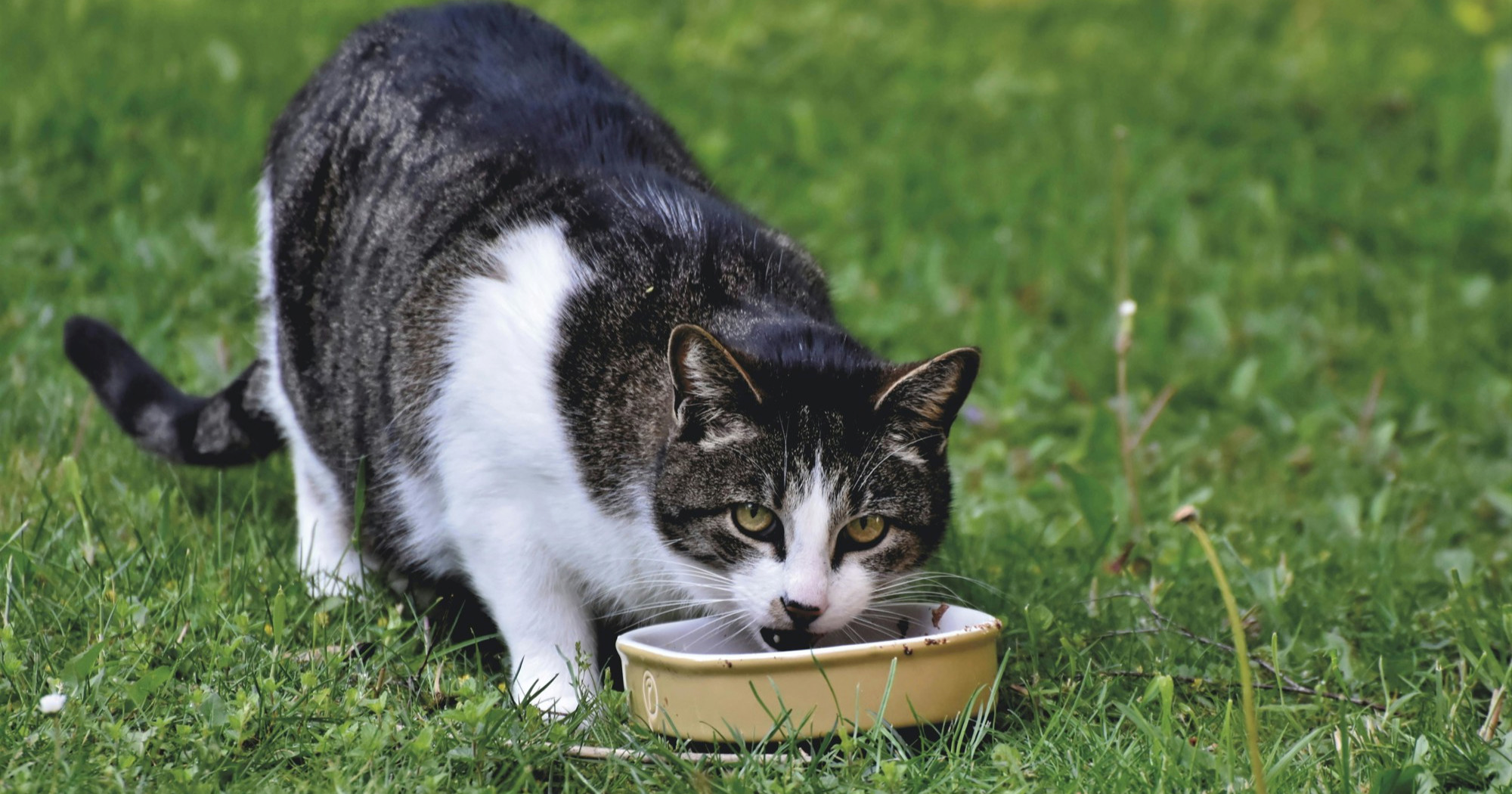 Veterinari kažu da većina vlasnika radi ovu veliku pogrešku u hranjenju ljubimaca