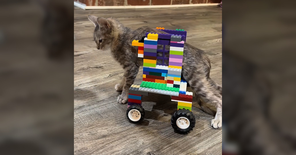 Djeca mačku napravila kolica od LEGO kockica. Baš su kul
