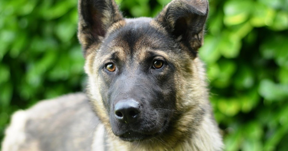 Hansa je jako razigrana i umiljata. Ako volite snježne radosti, vi ste njen čovjek