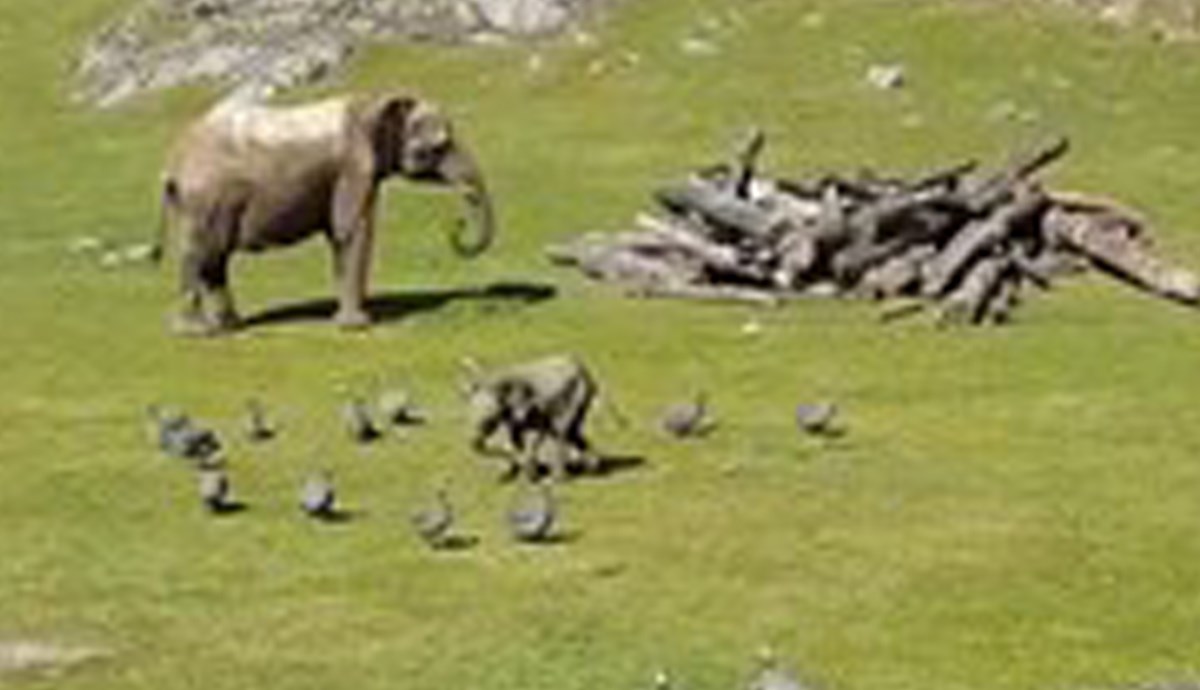 Malena slonica je ponosno naganjala ptice, ali se onda dogodilo nešto neočekivano