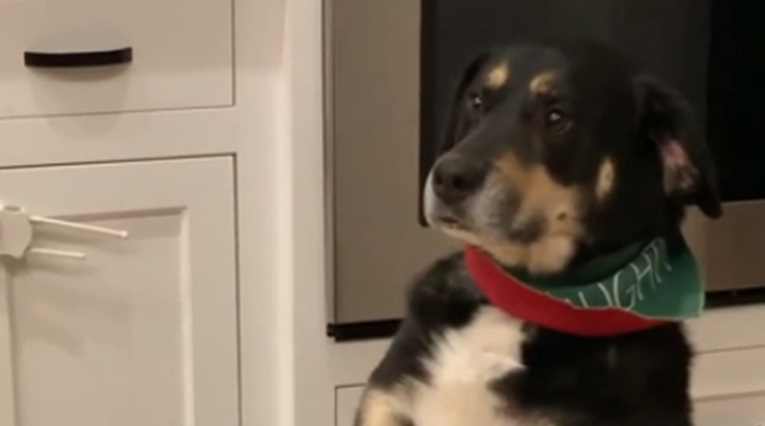 VIDEO Neobičan način na koji ovaj pas sjedne kada traži poslasticu postao je hit