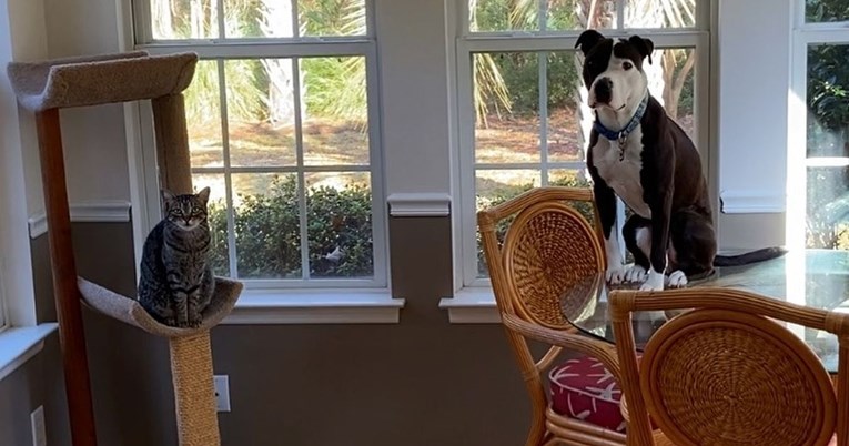 Pitbull Mako misli da je mačka, pogledajte gdje se odmara