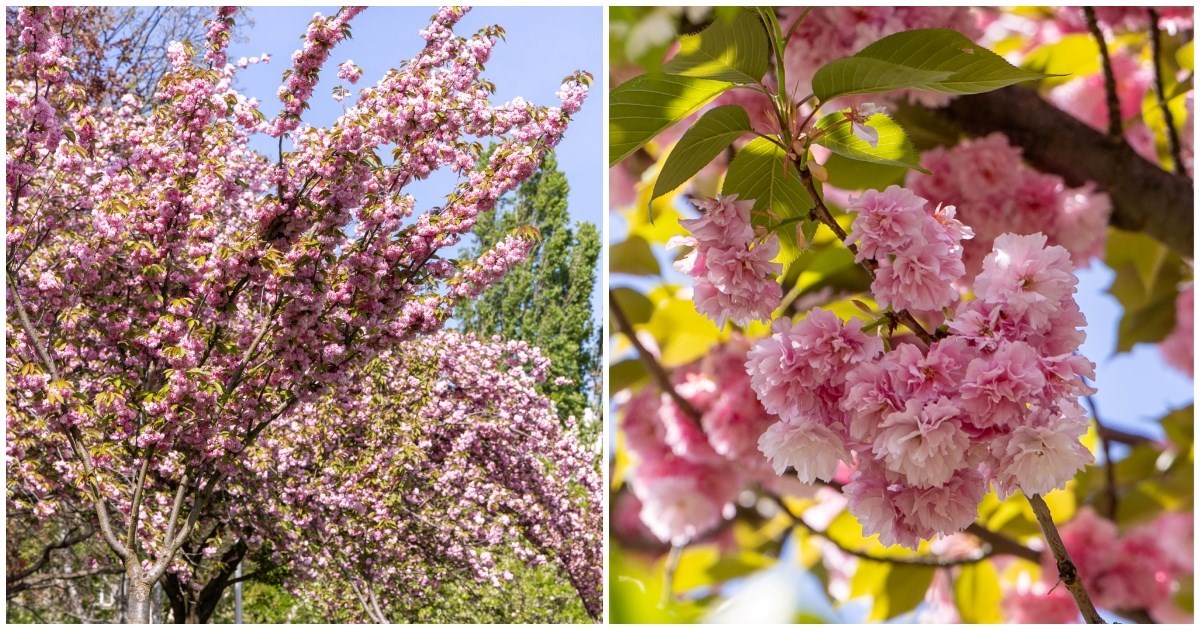 FOTO Ovaj zagrebački park trenutno izgleda bajkovito
