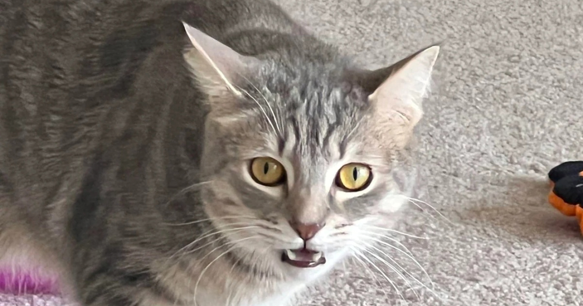 Mačak je ugrizao cimera svoje vlasnice, njezina osveta postala je viralna