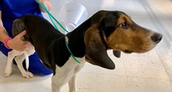 Od veterinara tražio da eutanazira njegovog 6-mjesečnog psa zbog slomljene noge