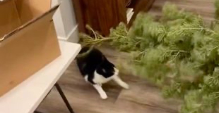 Žena pokazala kako sprječava mačku da joj uništava božićno drvce pa podijelila ljude