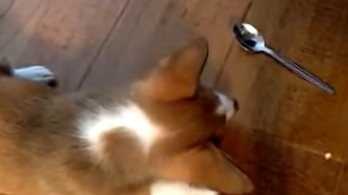 Preslatki Corgi hrabro se suprotstavio svom neprijatelju - žlici