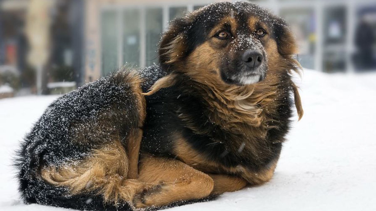 Kada bi se kod nas provodio ovakav zakon, nikada ne bismo napuštali svoje ljubimce