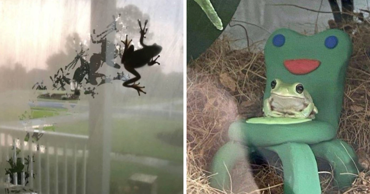 Internet je opsjednut žabama. Zašto su ovi vodozemci postali viralne zvijezde?