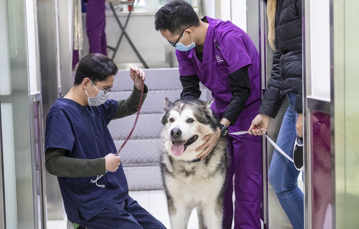 Veterinari žele pomoći liječnicima u borbi s koronavirusom
