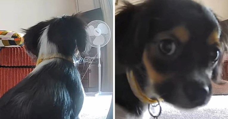 Žena provjeravala što radi njezin pas, prizor na kameri ju je nasmijao