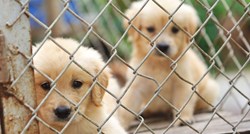 U Australiji pobili psiće u skloništu. Htjeli su spriječiti volontere da šire koronu