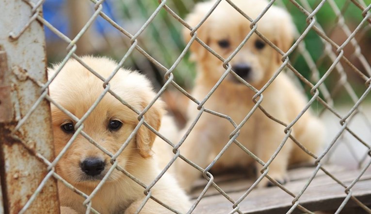 U Australiji pobili psiće u skloništu. Htjeli su spriječiti volontere da šire koronu