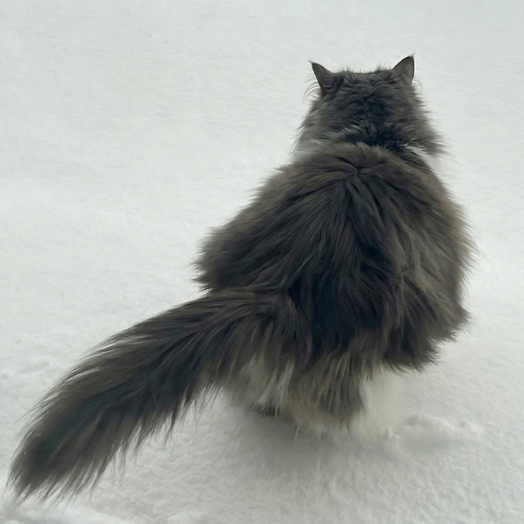 Mačak prvi put stao na snijeg i odmah skužio da to nije za njega. Video je hit