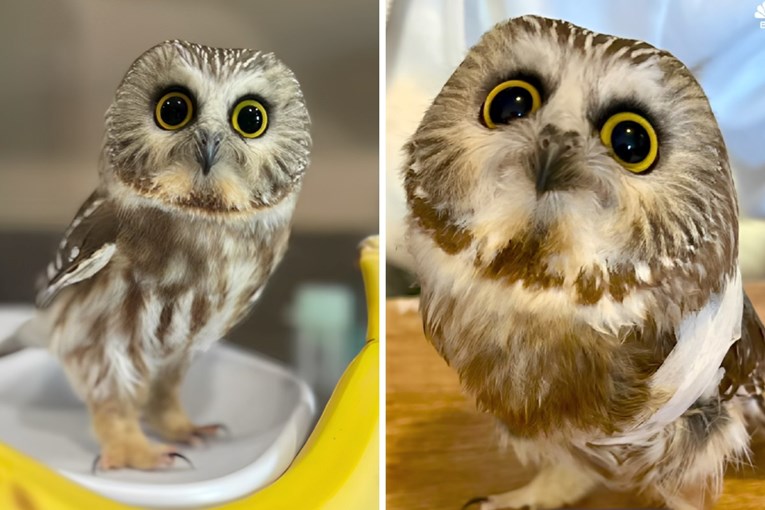 Sićušna sova postala internetska zvijezda, pogledajte kako je mala 🥹