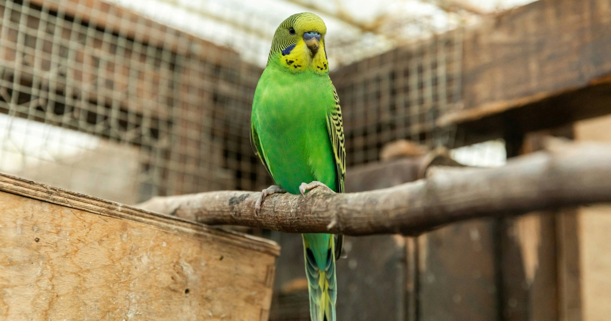 7 znakova da je vaša ptica anksiozna i kako joj pomoći