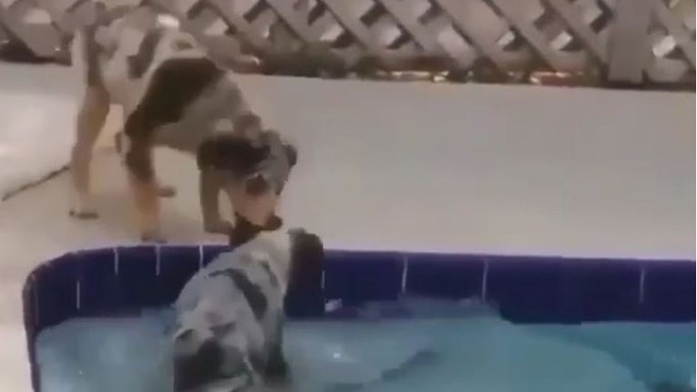Pas se počeo utapati u bazenu, prijatelj mu odmah skočio u pomoć